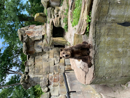 Bear climbing on the rocks in the park. Bear climbing on the rock.の写真素材