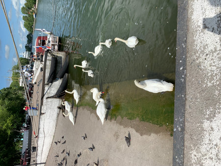 White swans swimming on the river in Istanbul, Turkey. This is a view from the bridge.の写真素材