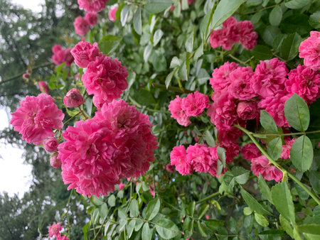Beautiful pink roses in the garden. Roses are blooming.の写真素材