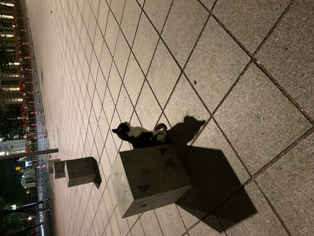 The shadow of a cat on the wall at nightの写真素材