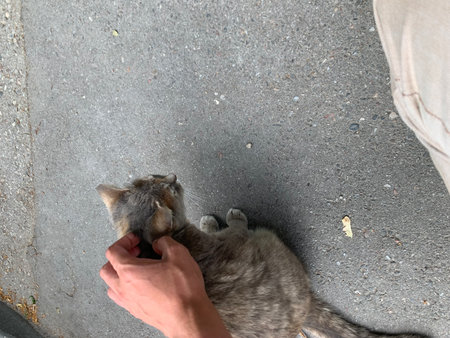 The cat is lying on the street and playing with the owner.の写真素材