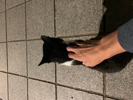 Man stroking a black and white cat on the tile floor.の写真素材