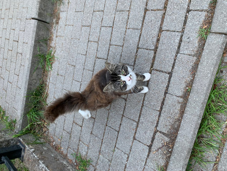 The cat is lying on the street. The cat is looking at the camera.の写真素材
