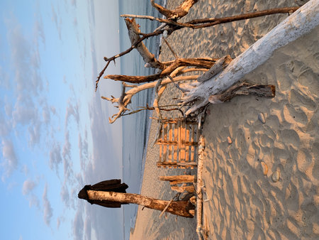 Dead tree on the beach at sunset, closeup of photo.の写真素材