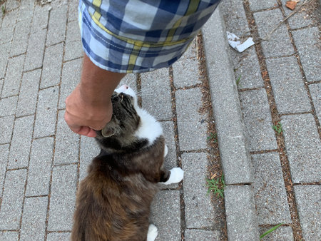 Domestic cat on the street. A man's hand strokes a cat.の写真素材