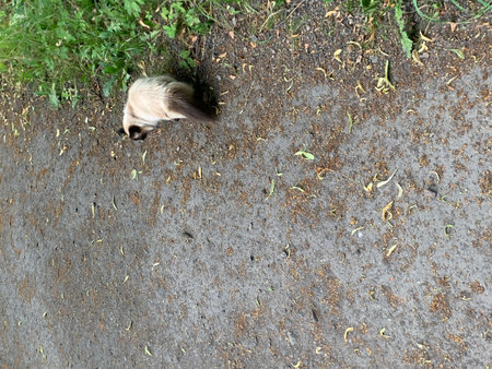 Dog on the road.の写真素材