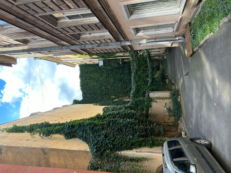 Ivy, Saint Petersburgの写真素材