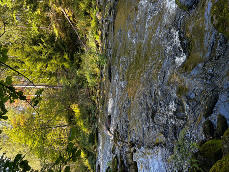 Mountain stream in the forest. The concept of active and extreme tourismの写真素材