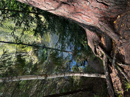Pine tree in the forest with a reflection of the sky.の写真素材