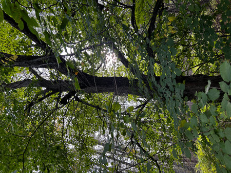 A view of the canopy of a tree in the forest in summerの写真素材