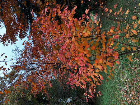 Autumn leaves on the trees. Colorful leaves in autumn.の写真素材