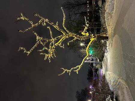Frozen trees in the city at night. Christmas lights and garlands.の写真素材