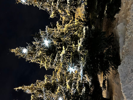 Christmas tree in the snow at night with snowflakes and starsの写真素材