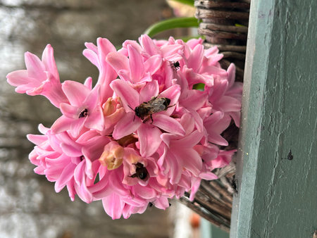 Pink hyacinth in a wicker basket hanging on a wallの写真素材
