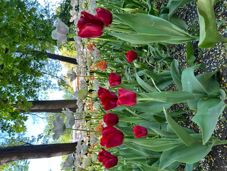 Red tulips on the background of the green foliage of the tree.の写真素材
