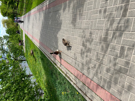 Ducks on a walkway in the city park. View from above. Tambovの写真素材