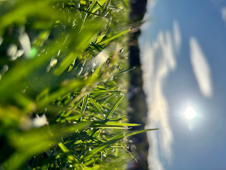 Green grass in the sunlight. Abstract natural background. Selective focus.の写真素材
