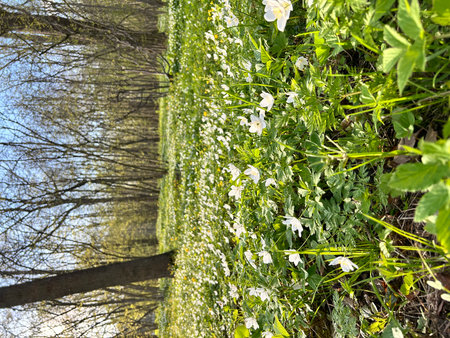 White flowers in the spring on a background of green grass and blue sky. Pushkin, St. Petersburgの写真素材