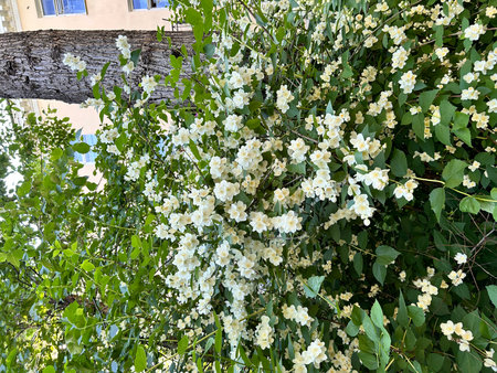 White flowers of jasmine on the branches of a tree.の写真素材