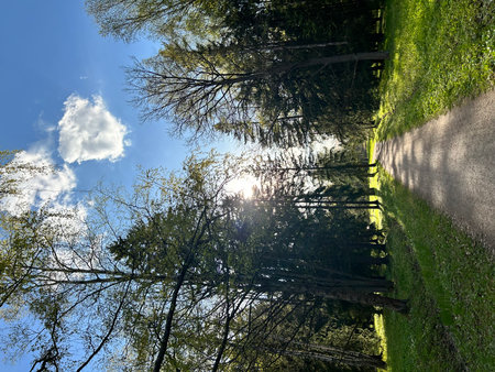 Looking up at the sun shining through the trees in a park.の写真素材