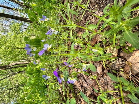 Flowers in the forestの写真素材