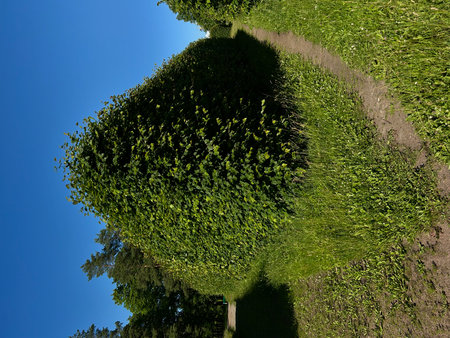 Aerial view of a green meadow with trees and blue sky.の写真素材