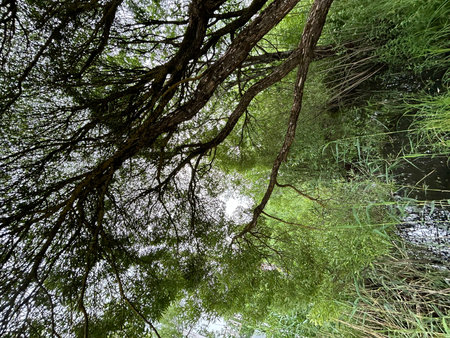 Reflection of trees in the water. Abstract nature background. Natural background.の写真素材