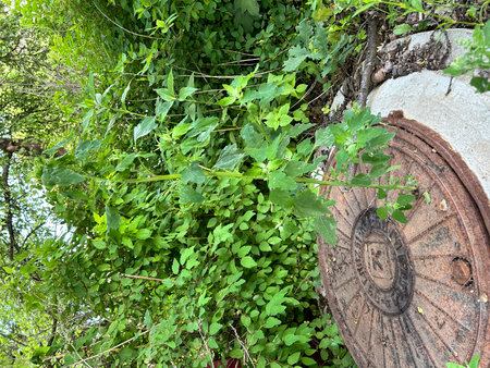 Old water well with green plants in the forest. Summer time.の写真素材