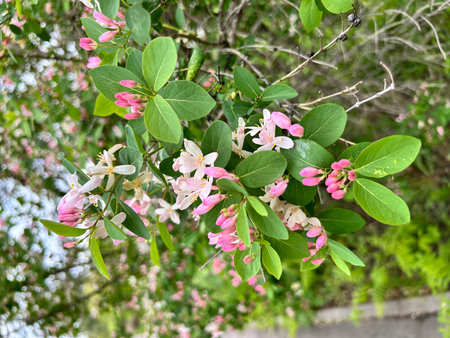 Blossoming branch of a honeysuckle tree with pink flowers. Pushkin, spring, flowers, Saint Petersburgの写真素材
