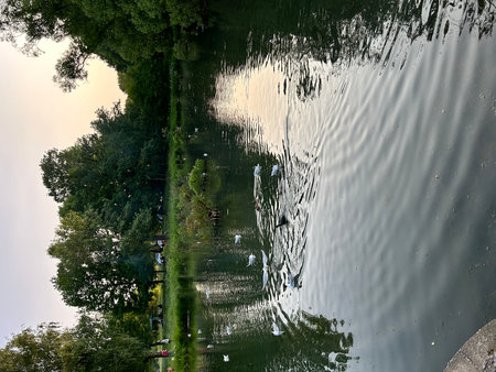 Reflection of trees and swans in the water of a lake. Saint Petersburg, Bezymyannoe Lakeの写真素材