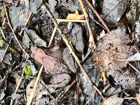 Frog on the ground in the forest. Close-up.の写真素材