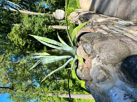 Aloe vera plant in the botanical garden of St. Petersburg, Russia. Alexandria, St. Petersburg, park, Peterhofの写真素材