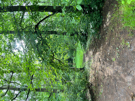Trees in the forest in summer. Green leaves on the trees. Alexandria, Saint Petersburg, park, Peterhofの写真素材