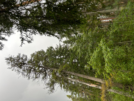 Pine trees by the lake in the forest. Summer landscape. Roshchino, Saint Petersburg, forest, rainの写真素材