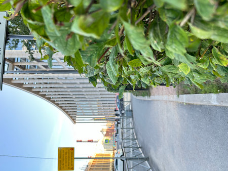 Green leaves in a flower pot in the background of a city street.の写真素材