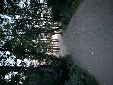 Sunset in the forest. The sun is shining through the trees.の写真素材
