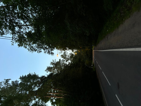 View of the road through the pine forest in the city at night.の写真素材