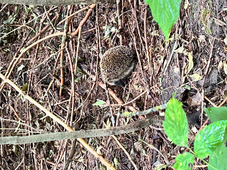 Hedgehog in the forest. Hedgehog on the ground.の写真素材