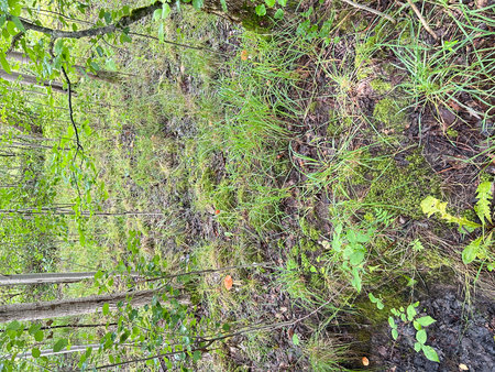 Old wooden fence overgrown with green grass and moss in the forest.の写真素材
