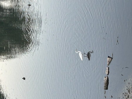 White swan swimming in the lake with reflection of the sky.の写真素材
