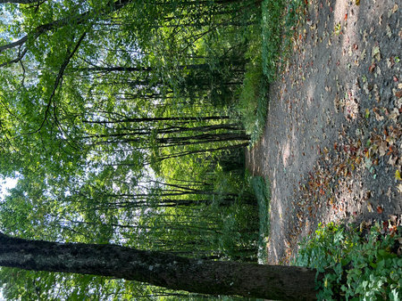 Beautiful view of the forest in summer time. Nature background. Pavlovsk, St. Petersburgの写真素材