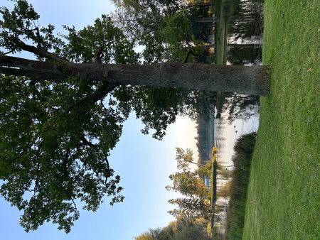 Reflection of a tree in a pond in a park in the fall. Gatchina, park, St. Petersburgの写真素材