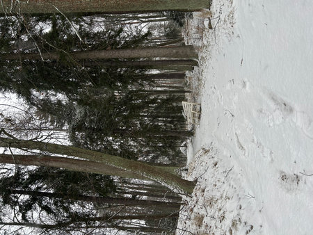 Wooden walkway in the winter forest with snow on the ground. Saint Petersburg, Gatchinaの写真素材