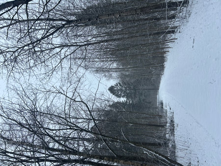 Trees covered with hoarfrost and snow in the winter forestの写真素材