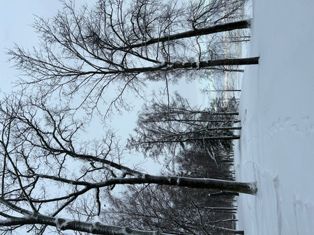 Trees in the snow. Winter landscape. Trees in the snow.の写真素材