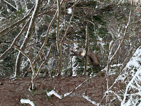 Monrepos, squirrelの写真素材