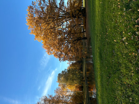 Autumn trees in the park. View from above. Sunny day.の写真素材
