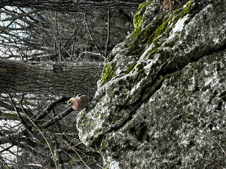A chaffinch sits on a rock in the forest in winter.の写真素材