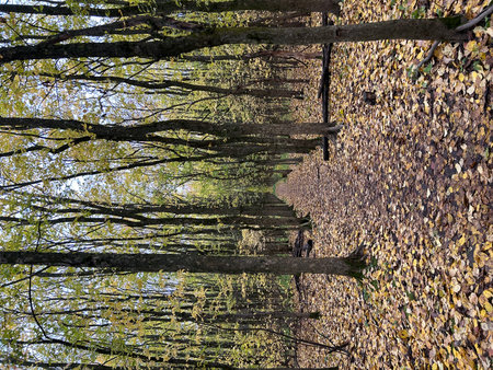 Fallen leaves on a wooden fence in a forest in autumn.の写真素材