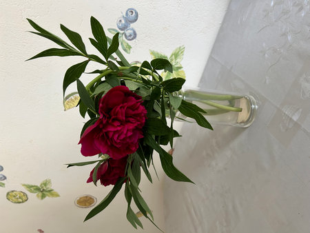 Bouquet of red peonies in a glass vase on the wallの写真素材